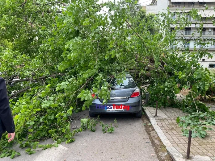 δεντρο θεσσαλονικη 