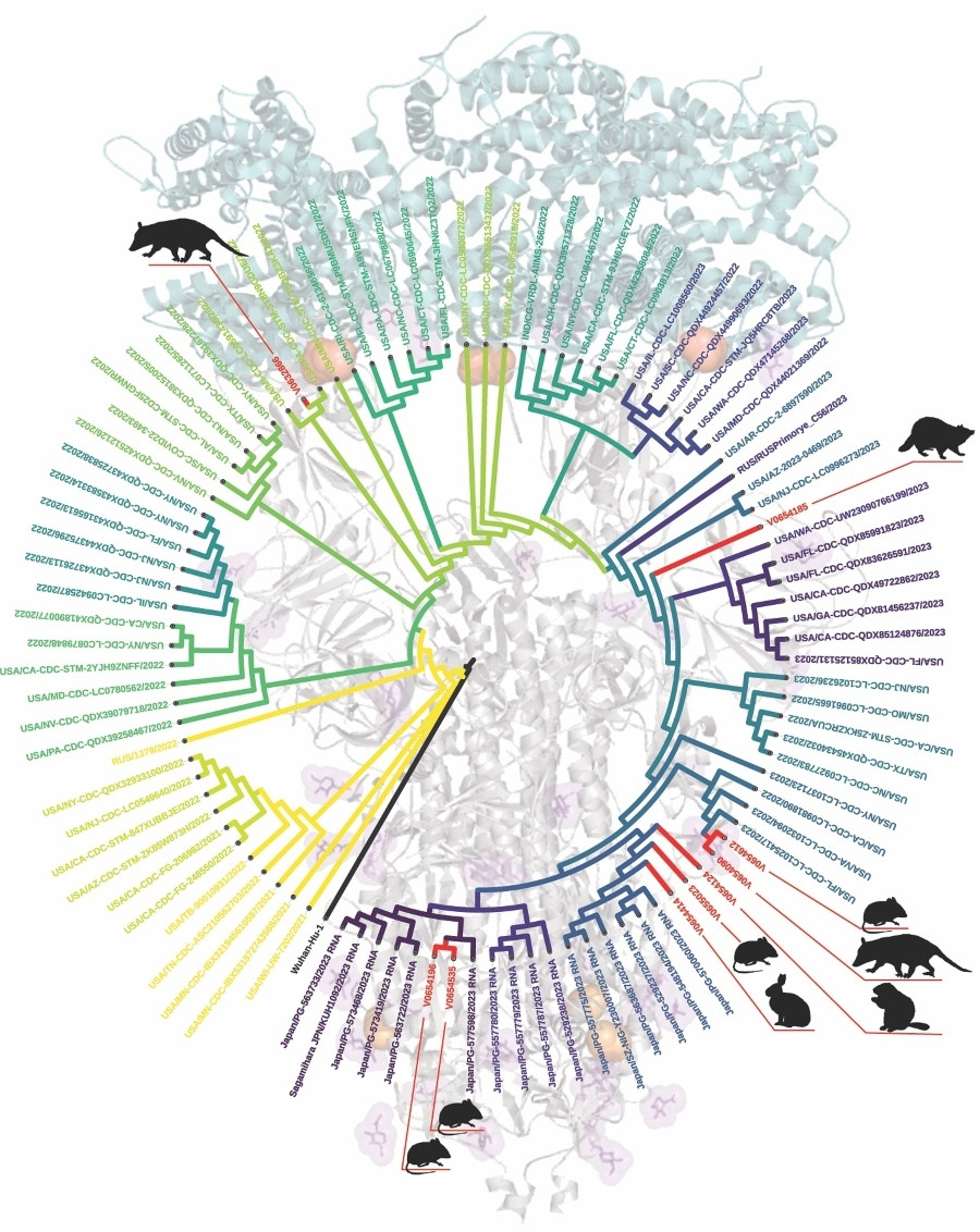 newCOVIDwildlifevariantsfigure_1_05f9d.jpg