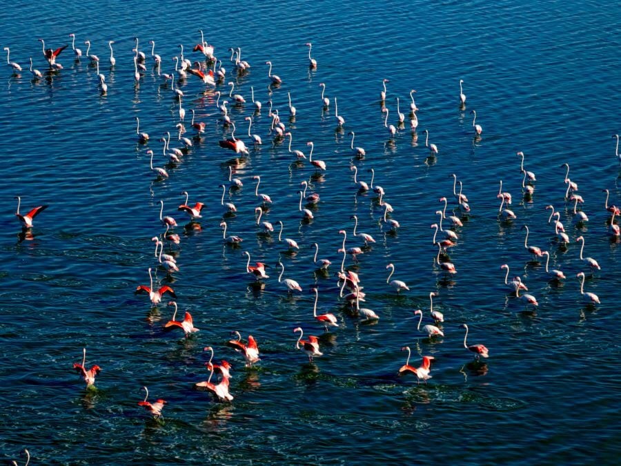 flamingos5_4d7f2.jpg