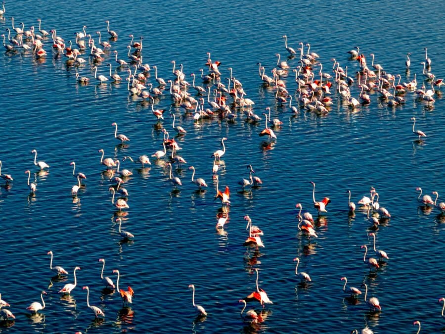 flamingos6_0e3e2.jpg