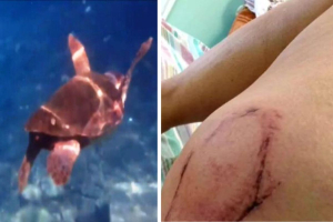 Μάνη: Γυναίκα δέχτηκε ισχυρό δάγκωμα από θαλάσσια χελώνα (εικόνα)