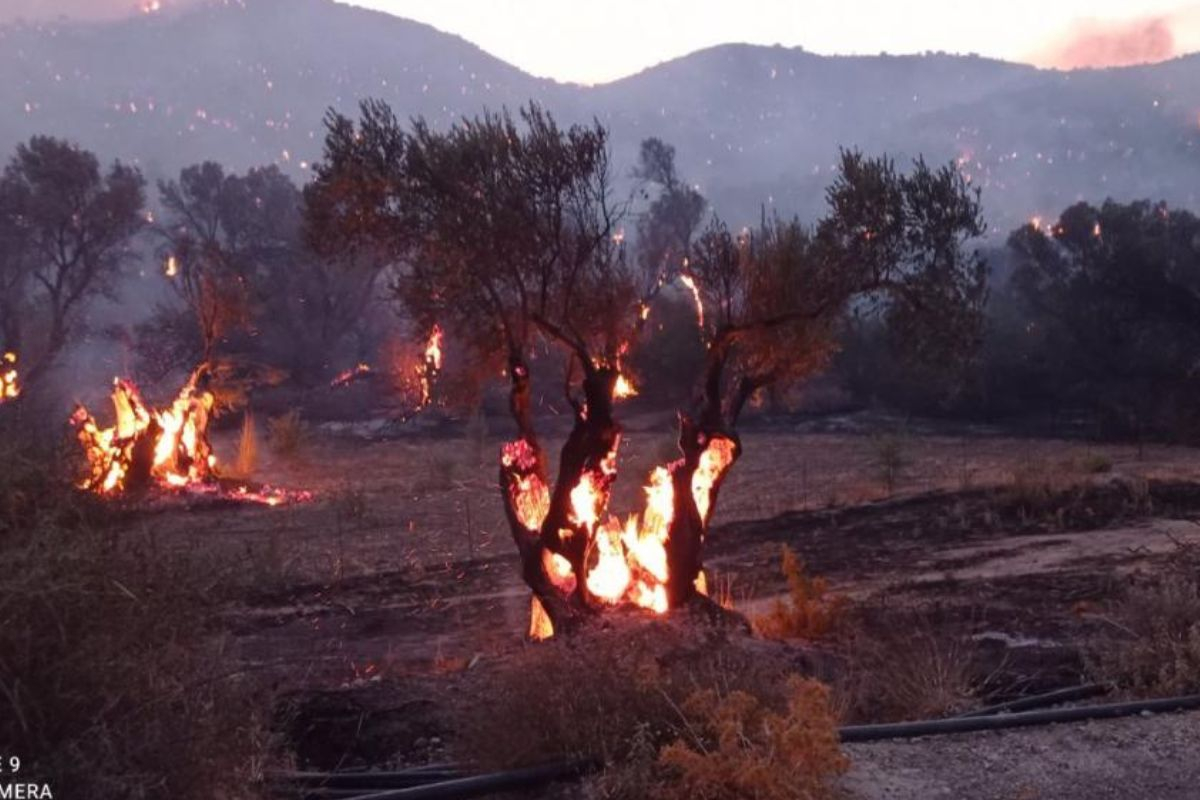 Φωτιά στο Ρέθυμνο: Κόπασαν οι άνεμοι - Καίνε διάσπαρτες εστίες, 222 Πυροσβέστες και Δασοκομάντος επί ποδός