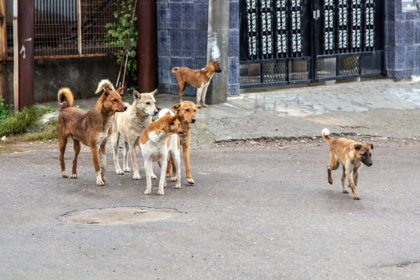 Θεσσαλονίκη: Σε σοκ 44χρονη – Της επιτέθηκαν δέκα σκυλιά μαζί