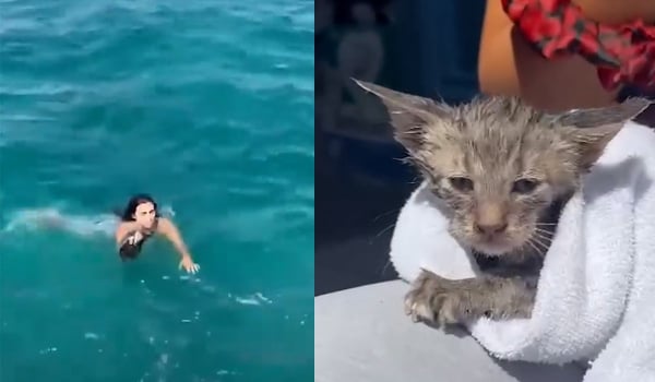 Σπέτσες: Τουρίστρια έσωσε από τη θάλασσα γατάκι που πνιγόταν και το υιοθέτησε - Βίντεο