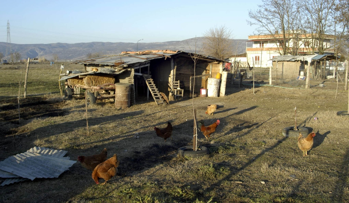 Βόλος: Ζει σε κοτέτσι για να μην έχει επαφή με σύζυγο και κόρη - Οικογενειακός καυγάς για τις κότες