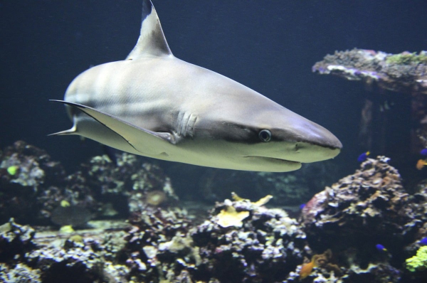 Αυστραλία: Ξεβράστηκε στην ακτή το κομμένο πόδι σέρφερ που δέχθηκε επίθεση από λευκό καρχαρία