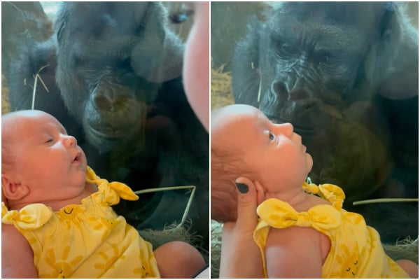 Στοργικός γορίλας φιλάει μωρό μέσα από το κλουβί του - Δείτε το χαριτωμένο βίντεο