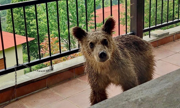 Τρίκαλα: Αρκουδάκι έψαχνε για τροφή και έκοβε βόλτες σε βεράντα σπιτιού