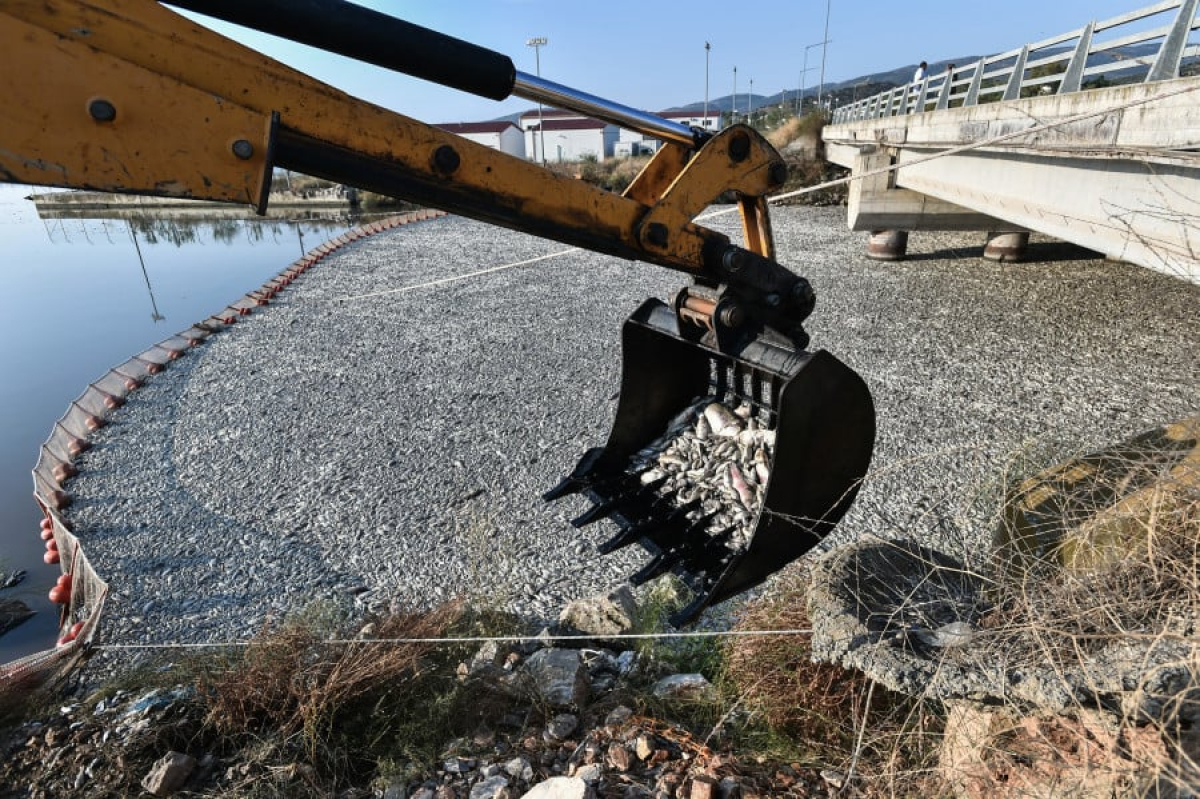 Νεκρά ψάρια στον Βόλο: Μαζεύονται έως και 100 τόνοι την ημέρα - Τι αναφέρει το εισαγγελικό πόρισμα