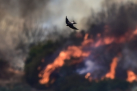 Eύβοια: Γεράκι ο βασικός ύποπτος για την πρόκληση της φωτιάς - Τι ανακάλυψε η Πυροσβεστική