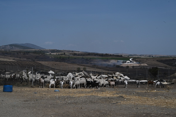 Πανώλη στα αιγοπρόβατα: Η Περιφέρεια Θεσσαλίας σε κατάσταση Ειδικής Κινητοποίησης