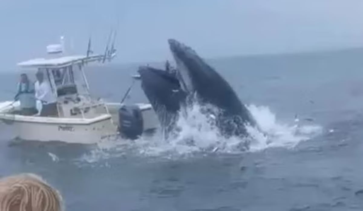 Τρομακτικό βίντεο: Φάλαινα αναποδογυρίζει σκάφος και ρίχνει τους επιβάτες στη θάλασσα