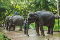 Νέα ανακάλυψη για τους ελέφαντες - Επικοινωνούν μεταξύ τους με ονόματα