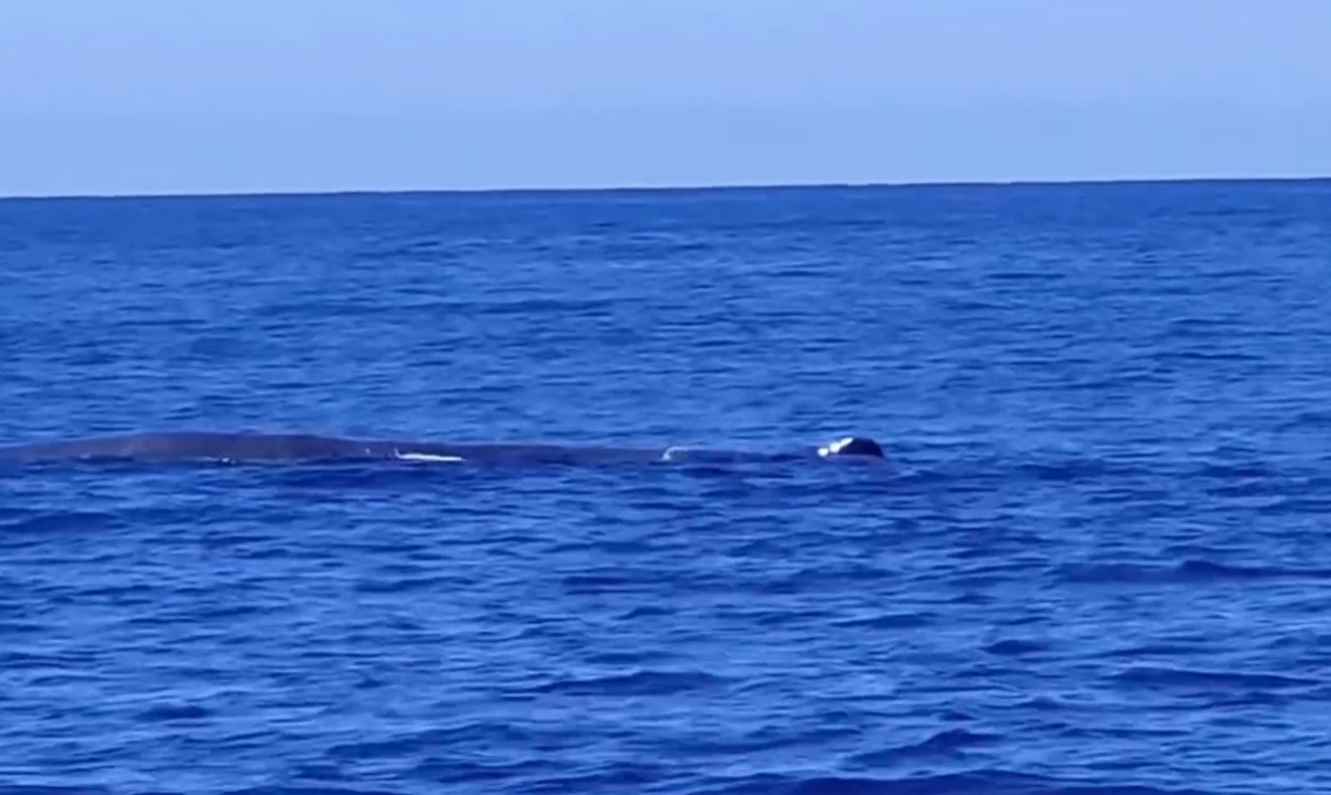 Μαγικές εικόνες στο Ιόνιο: Φάλαινα φυσητήρας κάνει βουτιές δίπλα σε σκάφος (βίντεο)