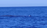Μαγικές εικόνες στο Ιόνιο: Φάλαινα φυσητήρας κάνει βουτιές δίπλα σε σκάφος (βίντεο)
