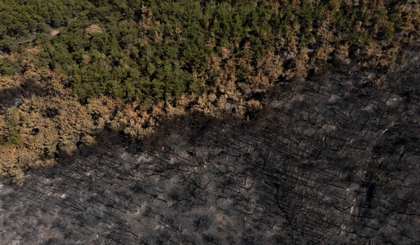 Η μεγάλη καταστροφή στη Δαδιά: Βαθιές οικολογικές πληγές, κάηκε το παρθένο δάσος