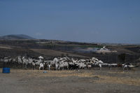 Αχαΐα: Περιοριστικά μέτρα για την πανώλη - Τι αποφασίστηκε