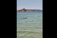 Καβάλα: Νεαρό δελφίνι κάνει βόλτες στα ρηχά (βίντεο)
