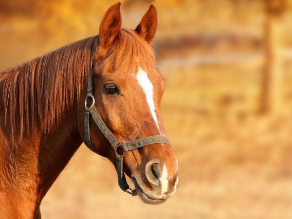 Σοκ στη Χαλκίδα: Βρέθηκε νεκρό άλογο – Βασανίστηκε πριν πεθάνει