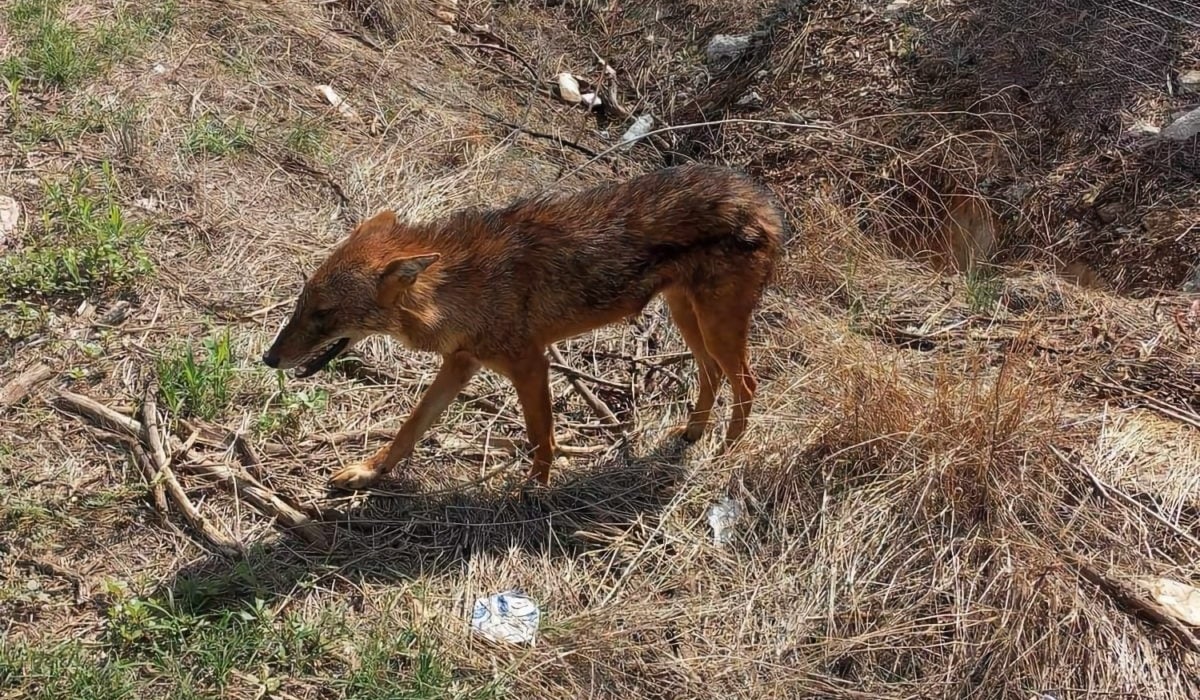 Λάρισα: Βρέθηκε τσακάλι σε κατοικημένη περιοχή