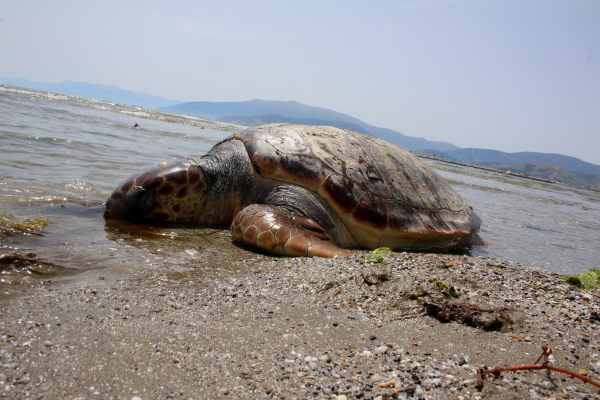 Νεκρές χελώνες καρέτα - καρέτα σε Επανομή, Κύμη και Στυλίδα