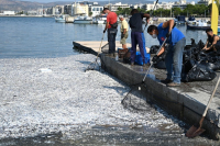 «Τόνοι με νεκρά ψάρια σε τουριστικό λιμάνι της Ελλάδας»: Οι θλιβερές εικόνες από τον Βόλο στα διεθνή ΜΜΕ