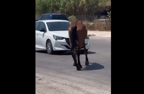 Ρόδος: Άλογο παραπατάει στη μέση του δρόμου μέσα στον καύσωνα (βίντεο)