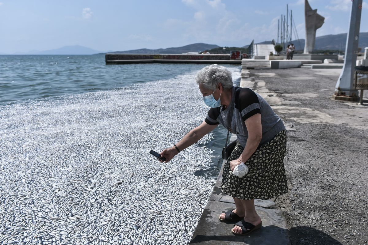 Απόκοσμο σκηνικό στον Βόλο: Πότε θα τελειώσει το πρόβλημα με τα νεκρά ψάρια και τη δυσοσμία