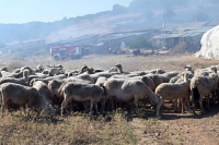 Συναγερμός για νέο κρούσμα πανώλης - Διαδοχικές συσκέψεις