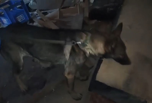 Ο αστυνομικός σκύλος ναρκωτικών «Roxy» ξεσκέπασε 1 κιλό κοκαΐνη - Βίντεο