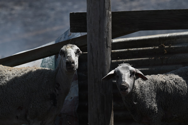 Ανησυχία στη Θεσσαλία για την έξαρση πανώλης σε αιγοπρόβατα - Ο τρόπος μετάδοσης