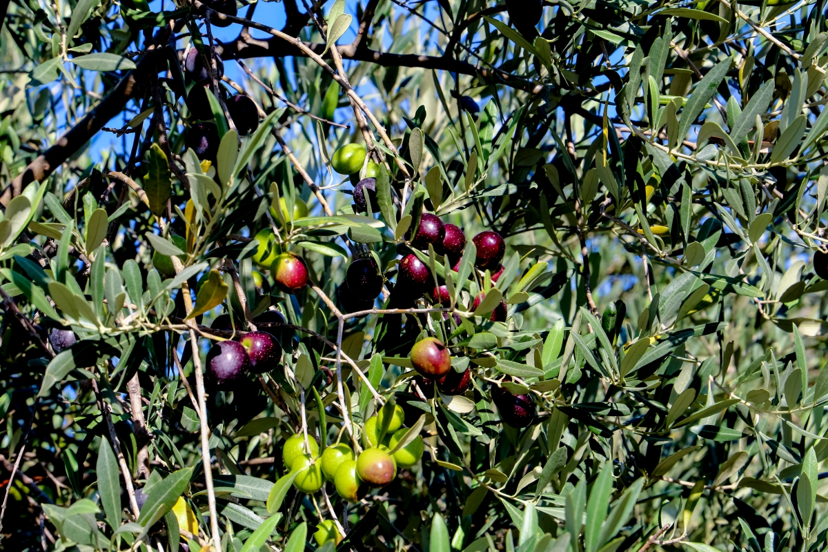 Πού θα κινηθεί φέτος η τιμή στο ελαιόλαδο - Τεράστια μείωση στη ζήτηση εξαιτίας της ακρίβειας