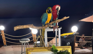 Χαλκιδική: Ξενοδοχείο χρησιμοποιούσε παπαγάλους Macaw ως «κράχτες» - Πρόστιμο 20.000 ευρώ