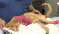 Θεσσαλονίκη: Εισαγγελική έρευνα για την κτηνωδία με το γατάκι που του έκοψαν τρία πόδια
