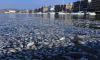 Έκτακτα μέτρα για τις επιχειρήσεις σε Βόλο και νότιο Πήλιο μετά τα νεκρά ψάρια - Τι αποφασίστηκε