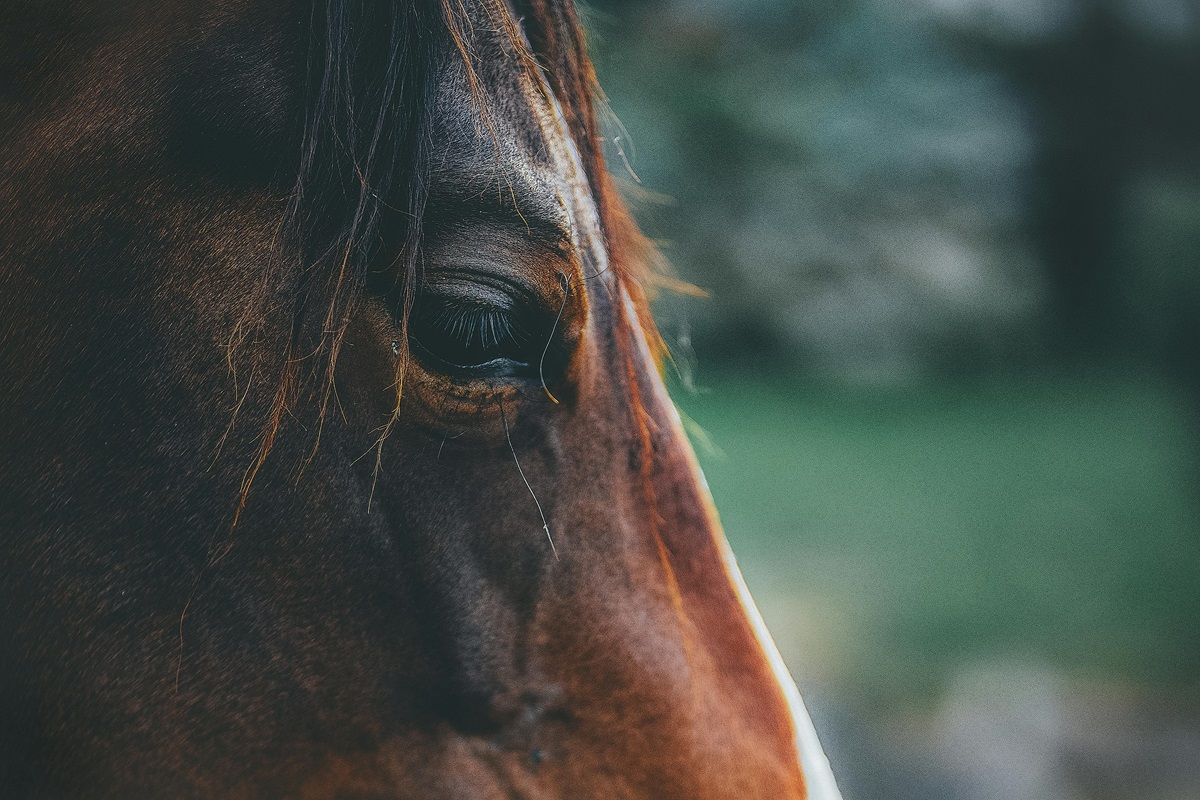Νεκρά άγρια άλογα στο Δέλτα του Έβρου - Οι παράγοντες που προβληματίζουν