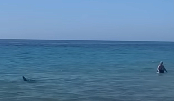Τρόμος στην Ισπανία: Καρχαρίας κυνηγά λουόμενους σε παραλία (Βίντεο)