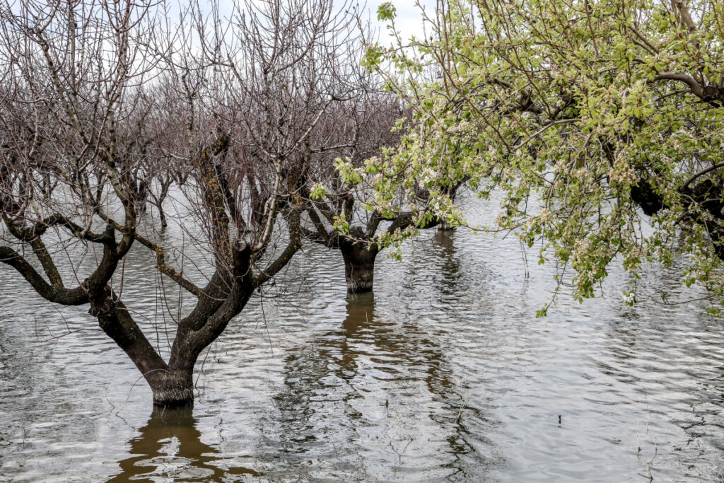 Πήραν ΦΕΚ οι αγροτικές ενισχύσεις για τους πληγέντες – Αναλυτικά τα ποσά ανά καλλιέργεια