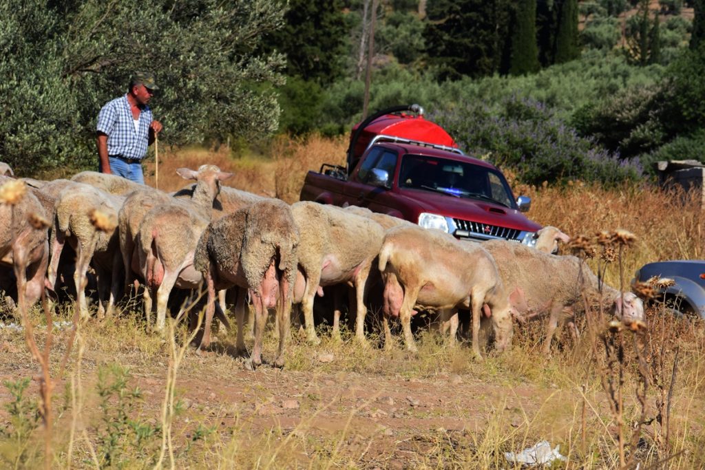 Νέο κρούσμα ευλογιάς αιγοπροβάτων στο νομό Λάρισας – Επανέλεγχο ζητά ο κτηνοτρόφος