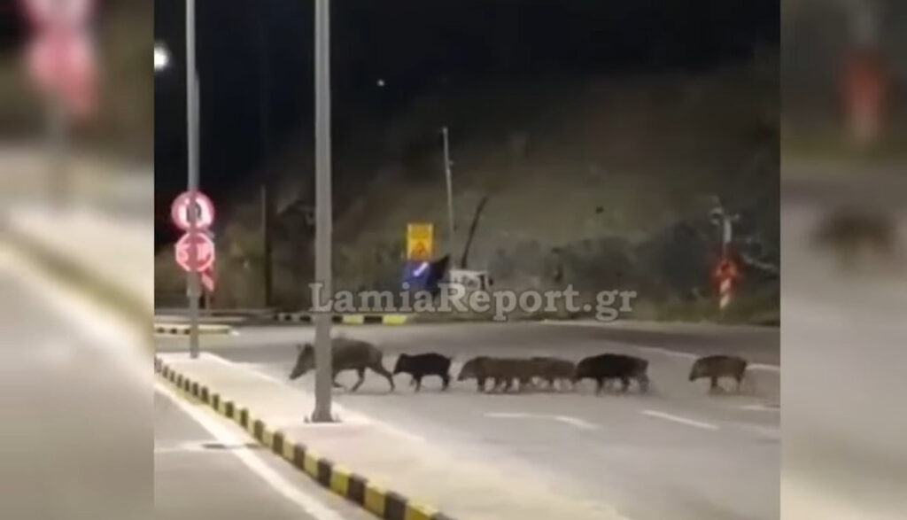 Λαμία: Oικογένεια αγριογούρουνων έκανε βόλτα στην πόλη