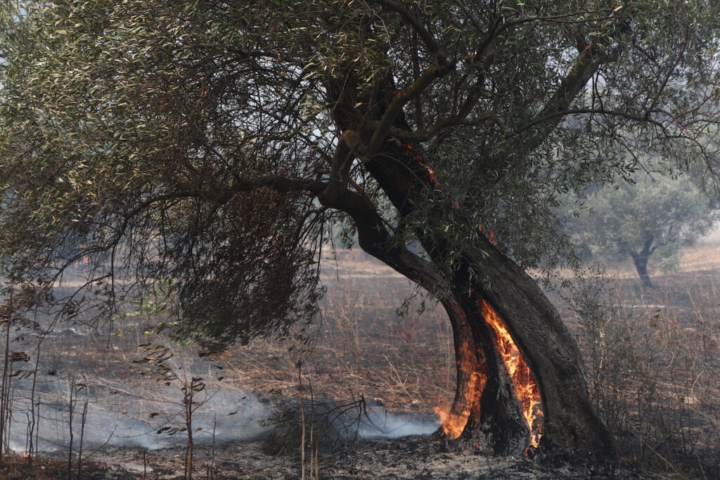 «Δεν μπορεί να περιοριστεί η φωτιά στη Δαδιά» – Έκκληση του αντιπεριφερειάρχη Έβρου