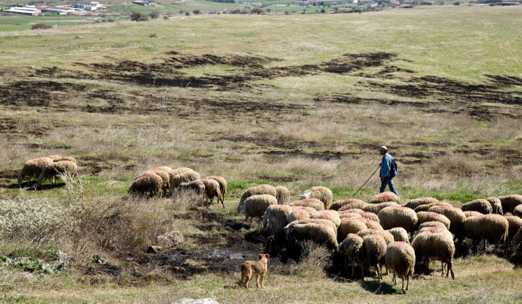 Πανώλη: Ελέγχθηκαν 230.000 ζώα και 7.000 θανατώθηκαν στη Θεσσαλία – Ολοκληρώνεται η ιχνηλάτηση