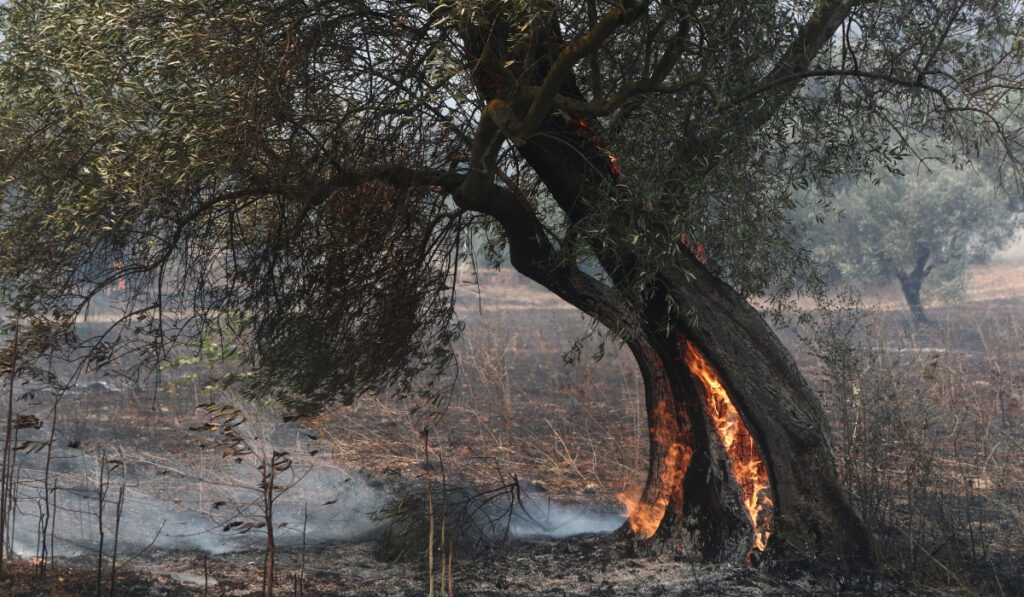 Φωτιά τώρα στη Μακρακώμη Φθιώτιδας – Απειλούνται αγροικίες