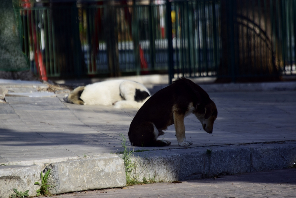 Καβάλα: Πήγαν να βοηθήσουν κακοποιημένο ζώο και έφαγαν πρόστιμα για άσκοπη μετακίνηση