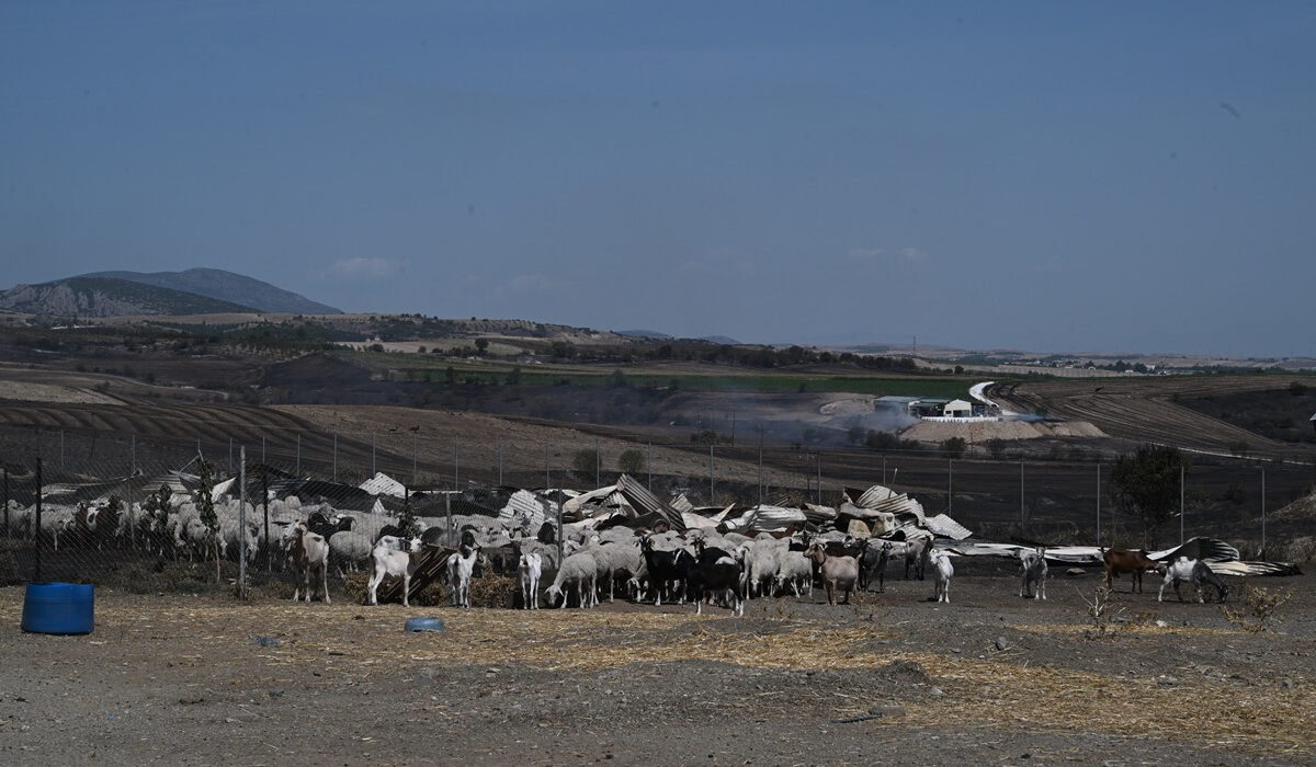 Η πανώλη των αιγοπροβάτων «έφτασε» στην Αττική – Εντοπίστηκε το πρώτο κρούσμα