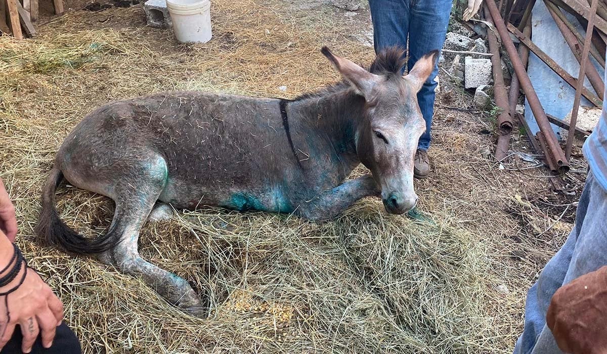 Ιωάννινα: Θλίψη για τον γάιδαρο που κακοποιήθηκε στη Ζίτσα – Υποβλήθηκε σε ευθανασία