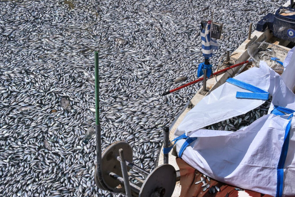 «Κίνδυνος για τον υδροφόρο ορίζοντα τα νεκρά ψάρια στον Βόλο» – Καθηγητής προειδοποιεί για τις επιπτώσεις