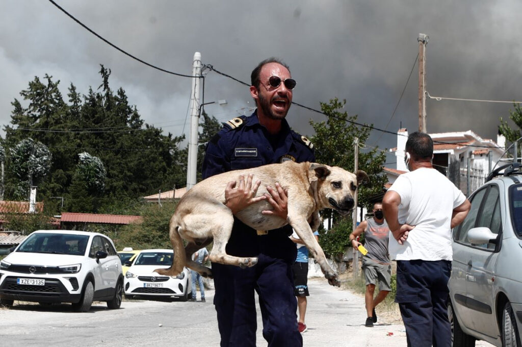 Η διάσωση των τετράποδων φίλων από τη φωτιά στην Πάρνηθα (εικόνες)