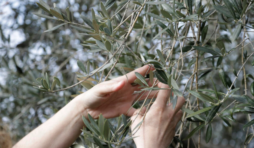 Ισπανία: Κατασχέθηκαν 74 τόνοι κλεμμένες ελιές – «Το να κλέβεις λάδι είναι σαν να κλέβεις κοσμήματα»