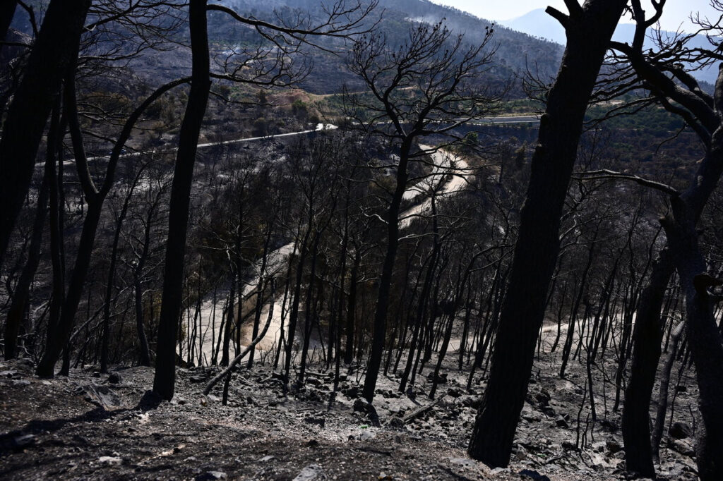 Θανάσης Λεβέντης: 50 χρόνια στην μάχη με τις φωτιές στην Αττική –  SOS για τα έλατα της Αττικής